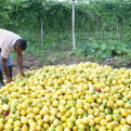 Productores de Chinola en Ocoa dicen enfrentar situación económica dificil